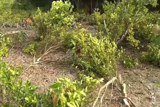 Miscreants Cuts Tree in a Nursery