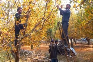 FARMARS BUSY IN PRUNING IN PULWAMA