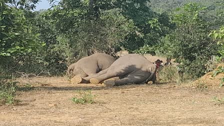 Three Elephants Die Of Electrocution After Walking Into Electric Trap For Boars  In Odisha