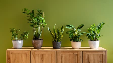 INDOOR PLANTS THAT REDUCE POLLUTION  AIR PURIFYING PLANTS INDOOR  TOP 5 INDOOR PLANTS  മികച്ച ഇൻഡോർ പ്ലാന്‍റുകൾ