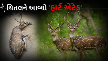 બાંકામાં ચિતલનું હાર્ટ એટૈકથી મોત