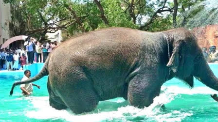 A tragic incident occurred at the Tiruchendur Subramanya Swamy Temple when an elephant named Deivanai attacked the mahout, Udayakumar, and his relative, Sisupalan, this afternoon.