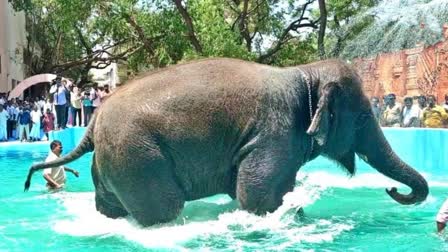 Tiruchendur temple elephant