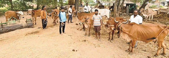 Kummarigudem Farmers with Cows