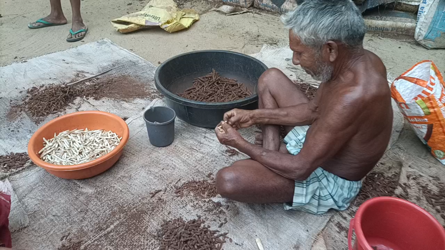 સફેદ મુસળીની સફળ ખેતી