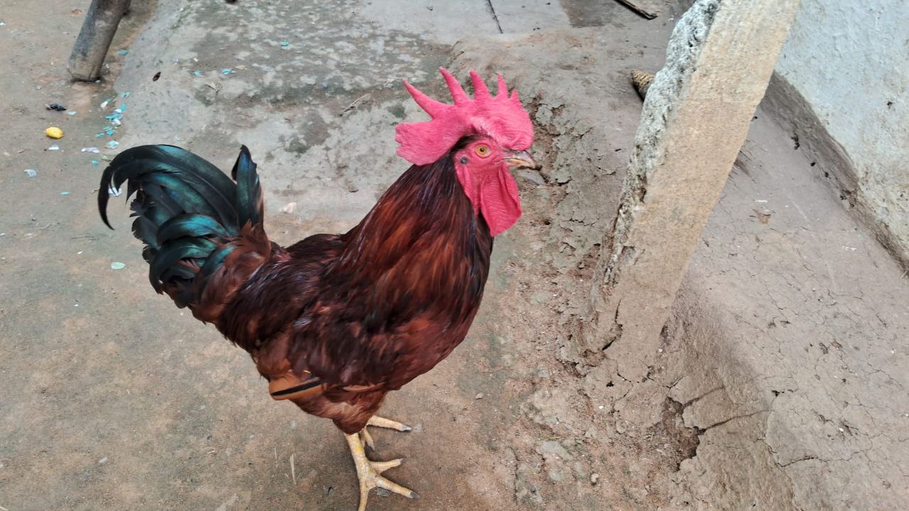 Narmada Nidhi Poultry Farming