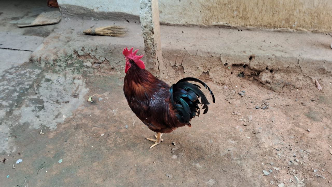 NARMADA NIDHI POULTRY FARMING