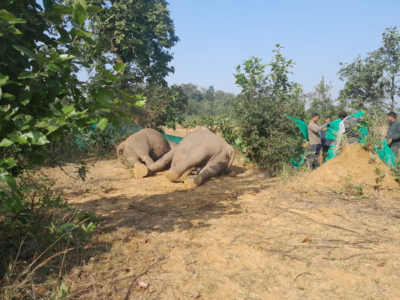 ବିଦ୍ୟୁତ ତାର ନେଲା ୩ ହାତୀଙ୍କ ଜୀବନ, ମୃତକଙ୍କ ମଧ୍ୟରେ ୧ ଛୁଆ ହାତୀ