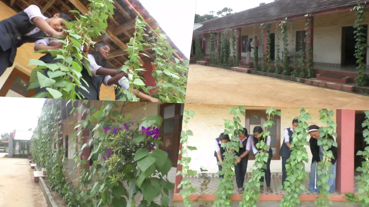 Vegetable Garden In School  Idukki School Vegetable Garden  School Vegetable Garden  Deepa High School Idukki  Vegetable Garden In Idukki School  സ്‌കൂളിലെ പച്ചക്കറിത്തോട്ടം  പച്ചക്കറി പൂന്തോട്ടം  കുഴിത്തോളു ദീപ ഹൈസ്‌കൂള്‍  കുഴിത്തോളു ദീപ ഹൈസ്‌കൂള്‍ പച്ചക്കറി തോട്ടം  ഇടുക്കി സ്‌കൂള്‍ പച്ചക്കറി വളര്‍ത്തല്‍