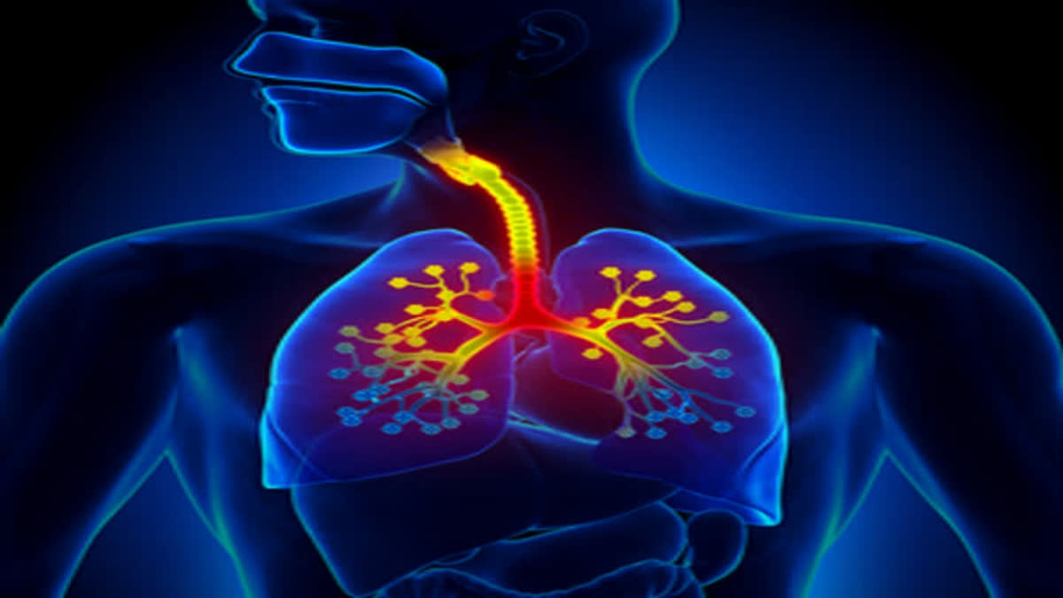 The research from the University College London and Wellcome Sanger Institute showed that healthy lung development hinges on communication between immune cells and cells that line the airways.