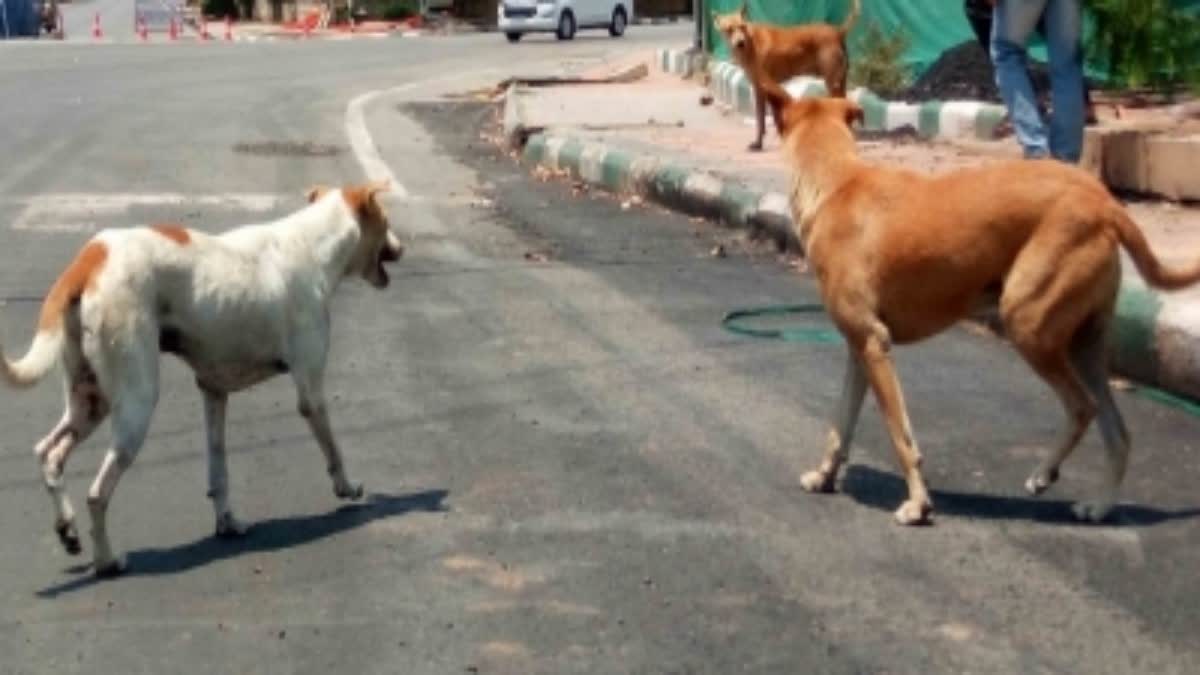 Boy dies due to dog bite in Chitradurga