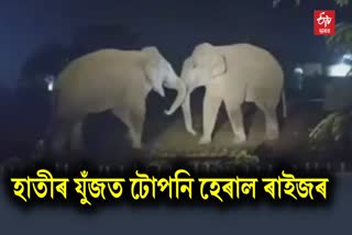 Terror of Wild Elephant in Golaghat