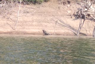 Crocodiles In Shivvaram Park Mancherial