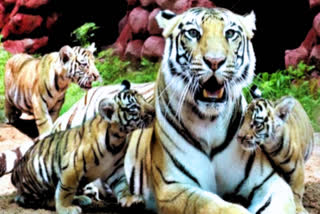 tigress 'Machhali' walking with three cubs