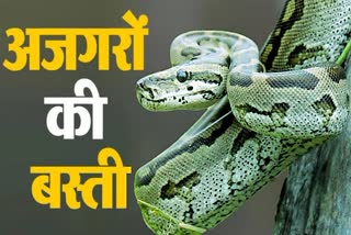 mandla snake pythons home ajgar dadar campus