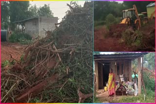 Persons_Destroyed_Mango_Trees_for_Land_Kabza