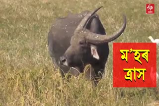 Wild Buffalo at Kaliabor