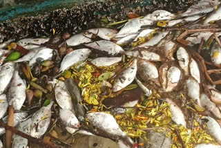 Fish death in Ashtamudi Lake  Ashtamudi Lake toilet waste issue  അഷ്‌ടമുടി കായലില്‍ കക്കൂസ് മാലിന്യം  ഫിഷറീസ് വകുപ്പ്  കായലില്‍ കെമിക്കല്‍ കലര്‍ന്ന കക്കൂസ് മാലിന്യം  അഷ്‌ടമുടി കായലില്‍ മത്സ്യം കൂട്ടത്തോടെ ചത്തു  അഷ്‌ടമുടി കായല്‍