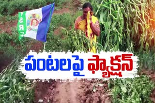 telugu_desam_activist_mirchi_crop_destroyed_in_palnadu_district