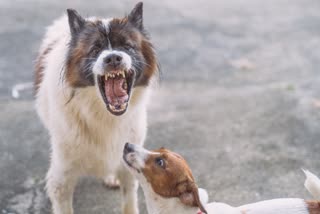 Dogs Eating dead Body in betul