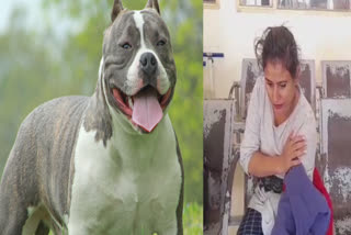 An American bully dog ​​attacked a woman in Ludhiana