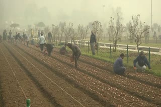 Etv Bharat17-lakh-tulips-to-be-showcased-in-asias-largest-tulip-garden