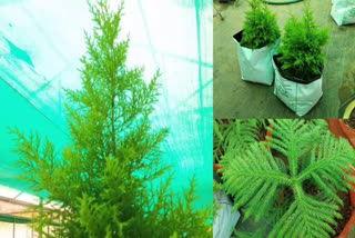 Natural Christmas trees in Kottayam govt Farm  Araucaria and golden cypress trees  Araucaria and golden cypress as Christmas trees  ഒറിജിനല്‍ ക്രിസ്‌മസ് ട്രീ  കാര്‍ഷിക ഗവേഷണ കേന്ദ്രം  കാര്‍ഷിക ഗവേഷണ കേന്ദ്രം കോട്ടയം  ഗോള്‍ഡന്‍ സൈപ്രസ്  അരക്കേറിയ