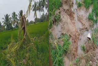 agricultural lands affected by rain