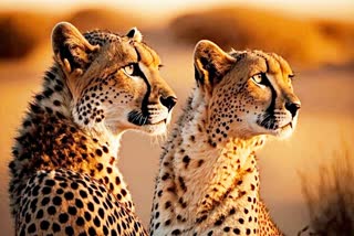 cheetah safari built in Kuno National Park