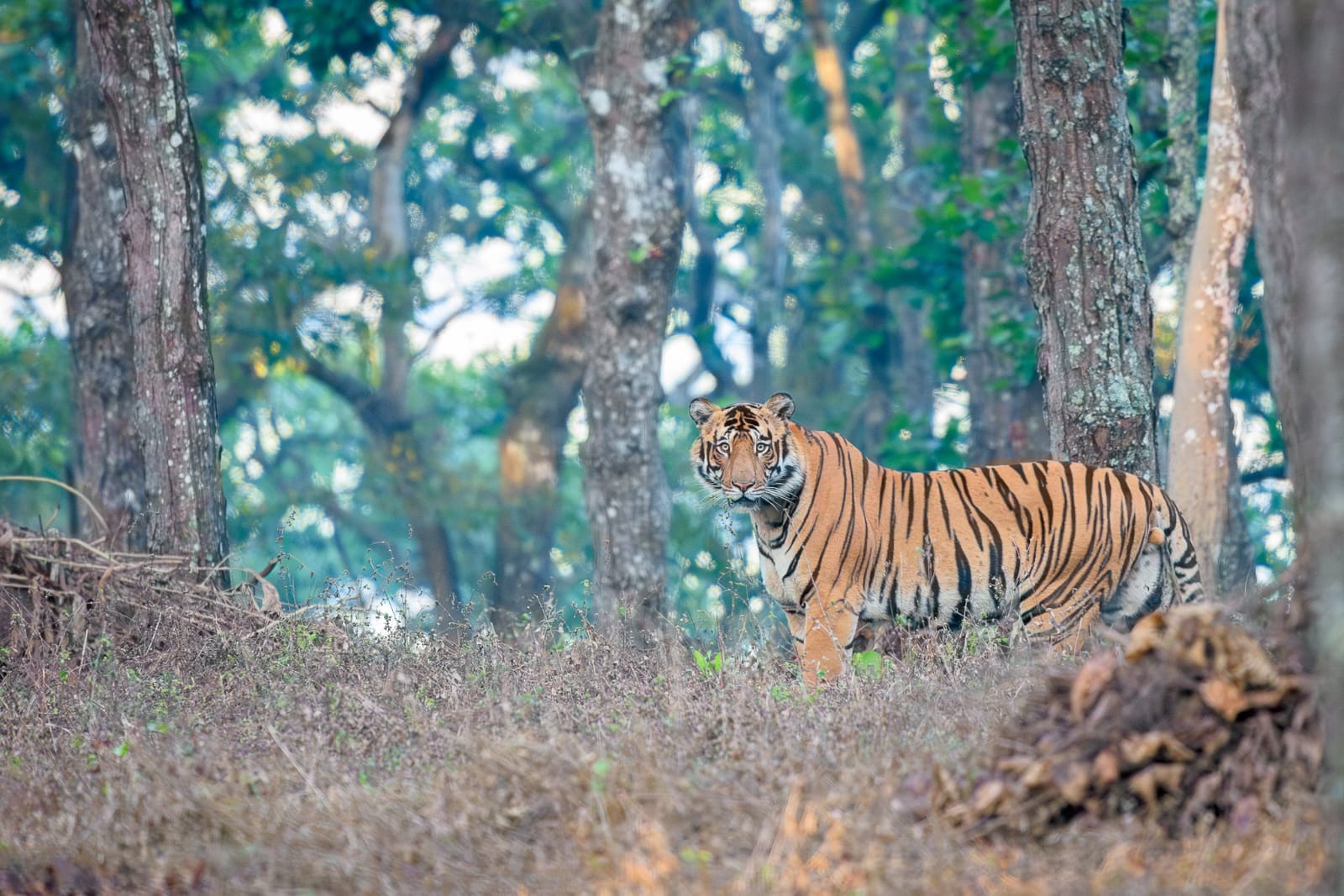 tiger fight