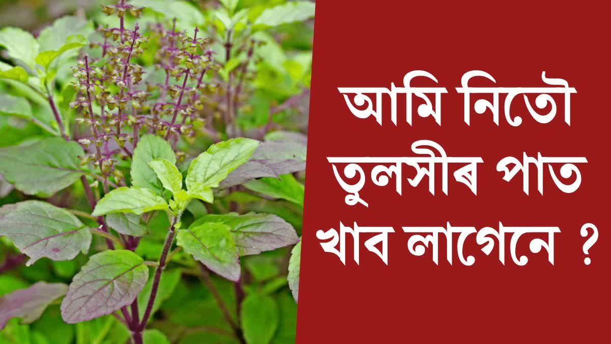 Discover the Amazing Benefits of Eating Tulsi Leaves Every Day