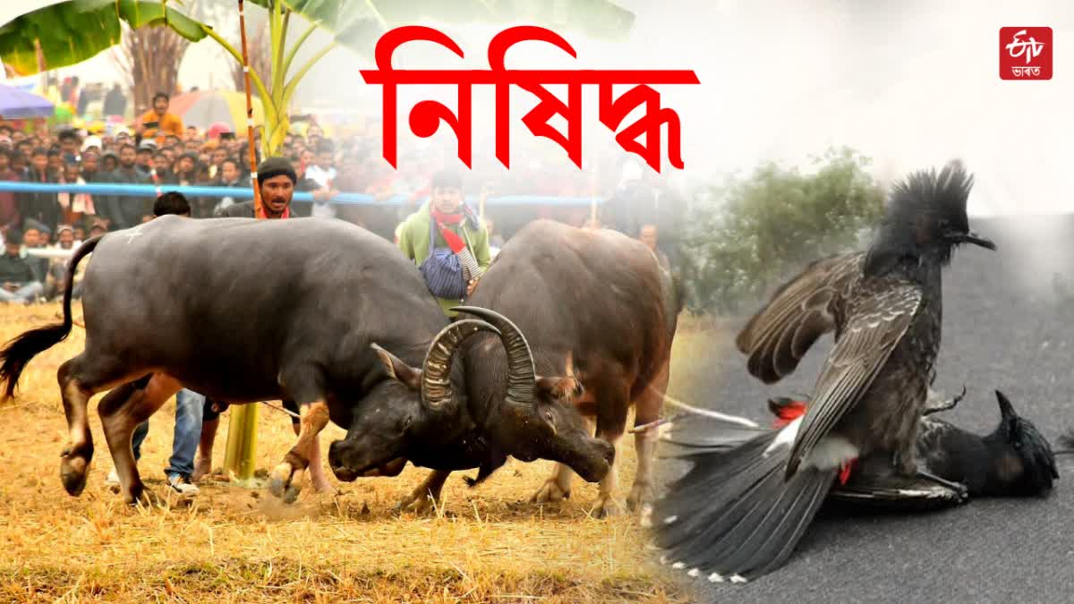 BUFFALO AND BULBUL BIRD FIGHT BANS