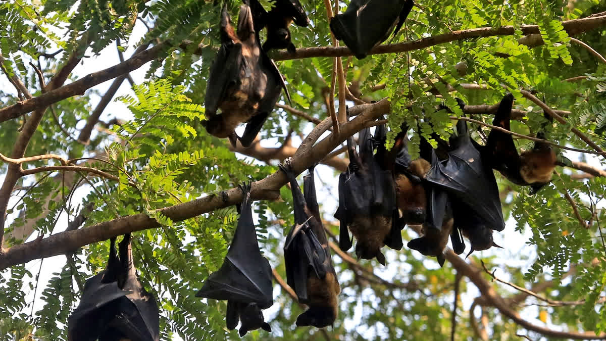 A group of bats taking rest on the tree branches to get rid from scorching summer at TATA Steel Zoological Park (TSZP) in the steel city Jamshedpur on Sunday.