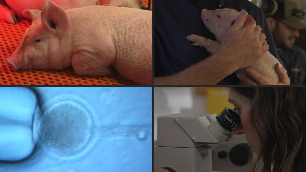 On a farm in the southern US state of Virginia, David Ayares and his research teams are breeding genetically modified pigs to transplant their organs into human patients.