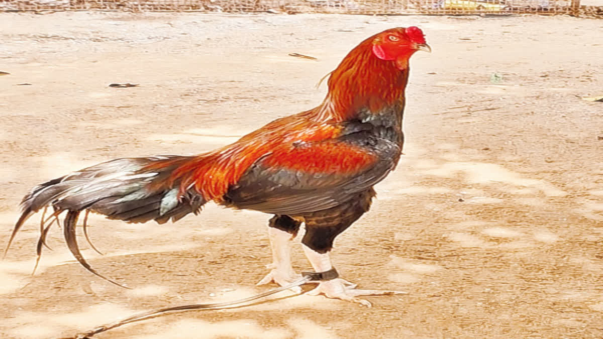 Cock Fight in AP