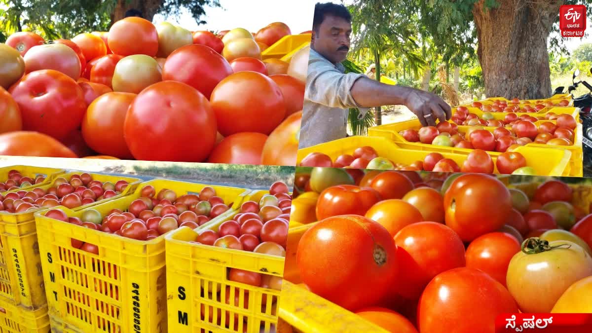 Davanagere  tomato price  ಟೊಮೆಟೊ ಬೆಲೆ  Farmers are in loss