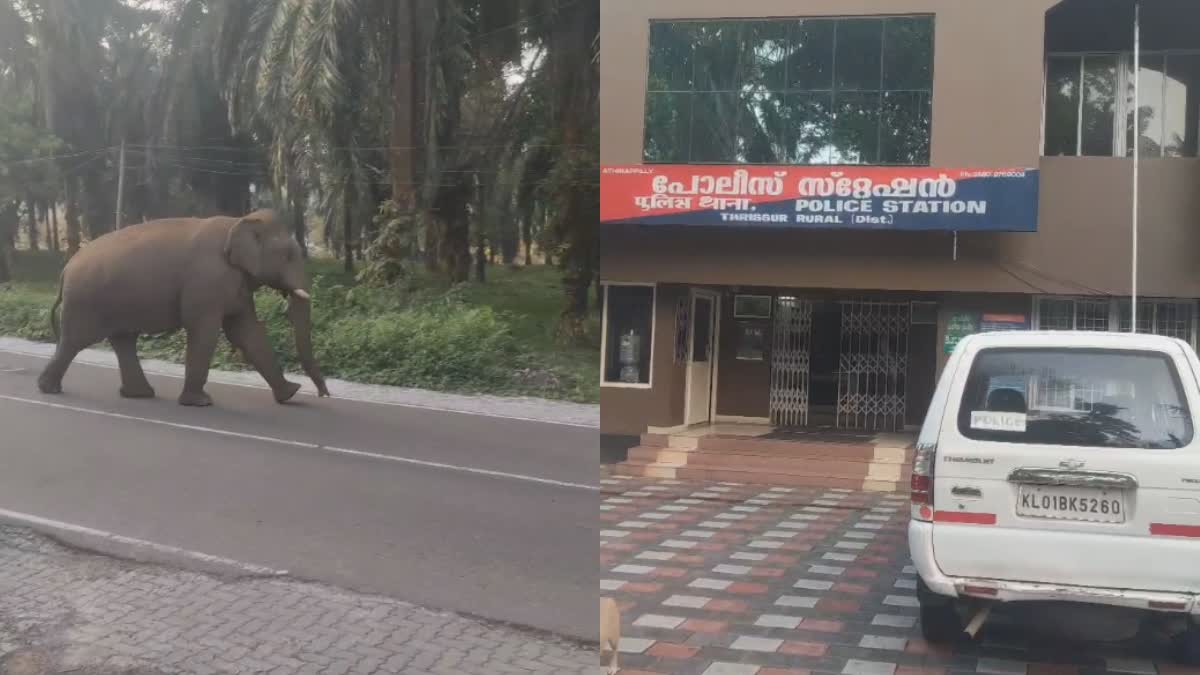 ATHIRAPPILLY POLICE STATION  പൊലീസ് സ്‌റ്റേഷനിൽ ഒറ്റയാൻ  ELEPHANT ATHIRAPPILLY POLICESTATION  LATEST NEWS IN MALAYALAM