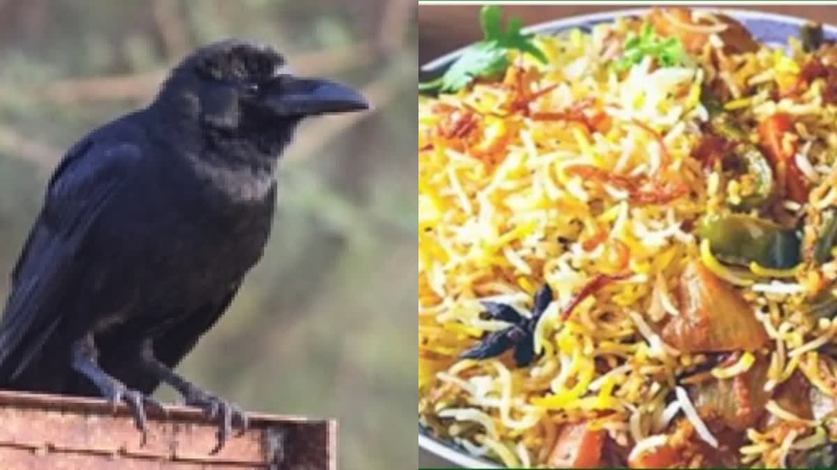 Crow and Biryani