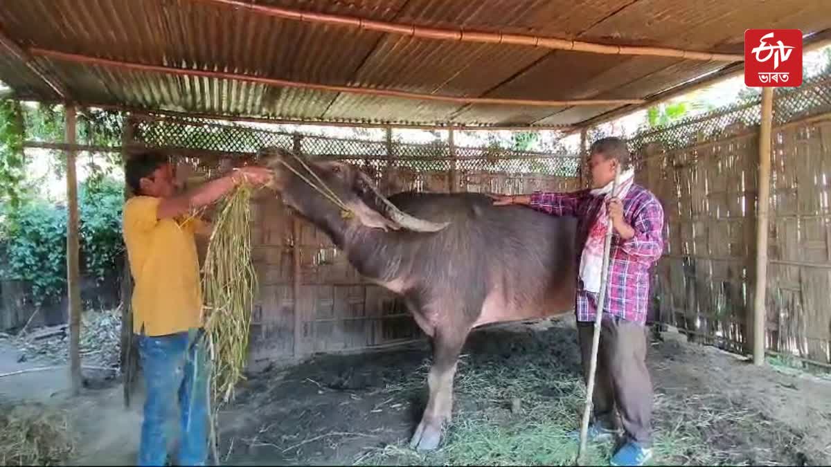 BUFFALO AND BULBUL BIRD FIGHT BANS