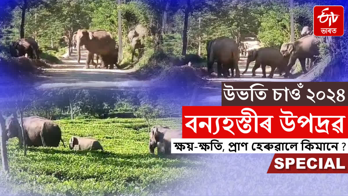 How much damage did wild elephants cause in the state in 2024?