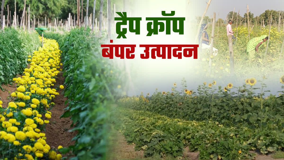 SHAHDOL FARMERS TRAP CROP