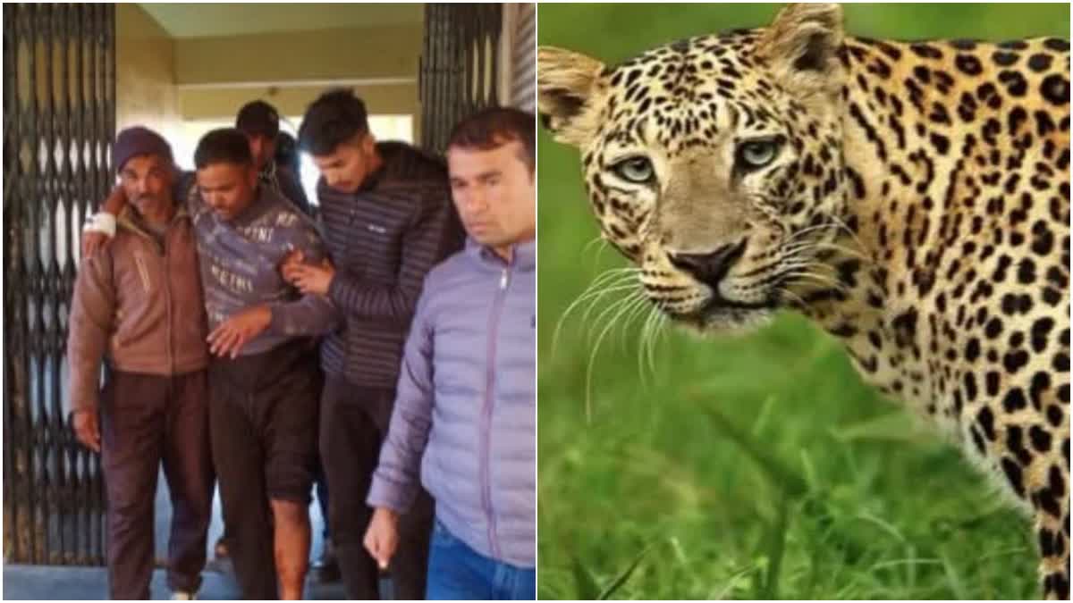 leopard attack on youth