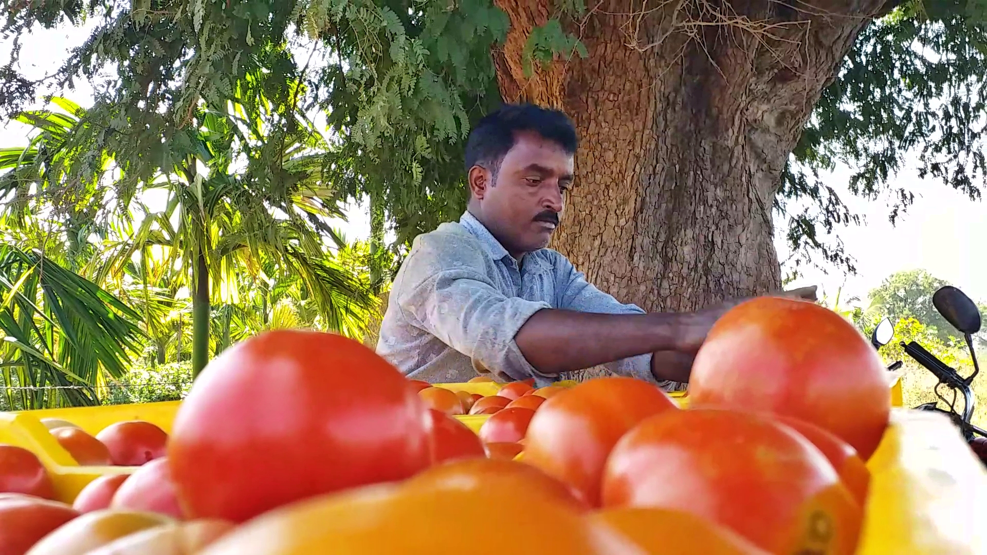 Davanagere  tomato price  ಟೊಮೆಟೊ ಬೆಲೆ  Farmers are in loss