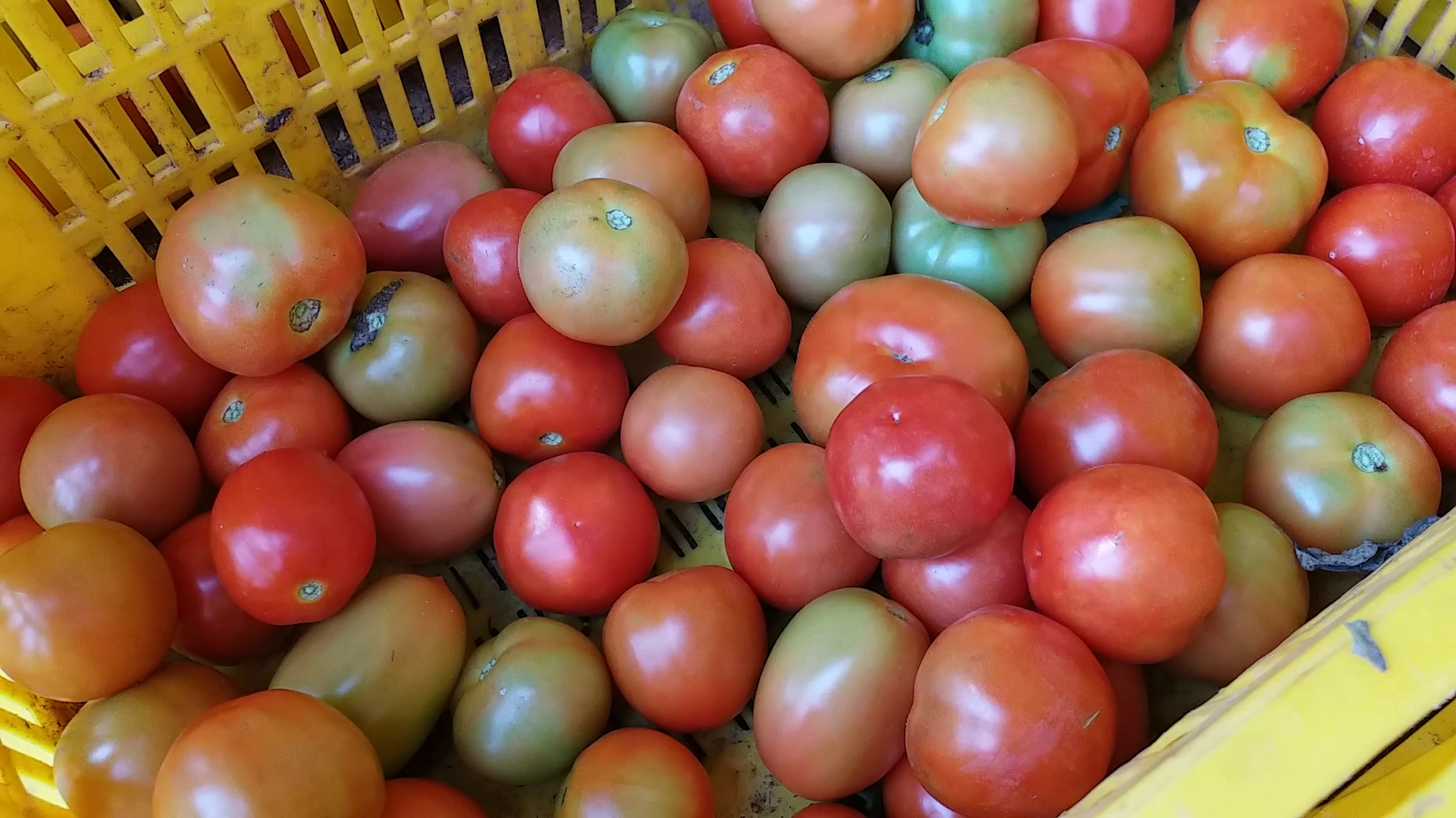 Davanagere  tomato price  ಟೊಮೆಟೊ ಬೆಲೆ  Farmers are in loss