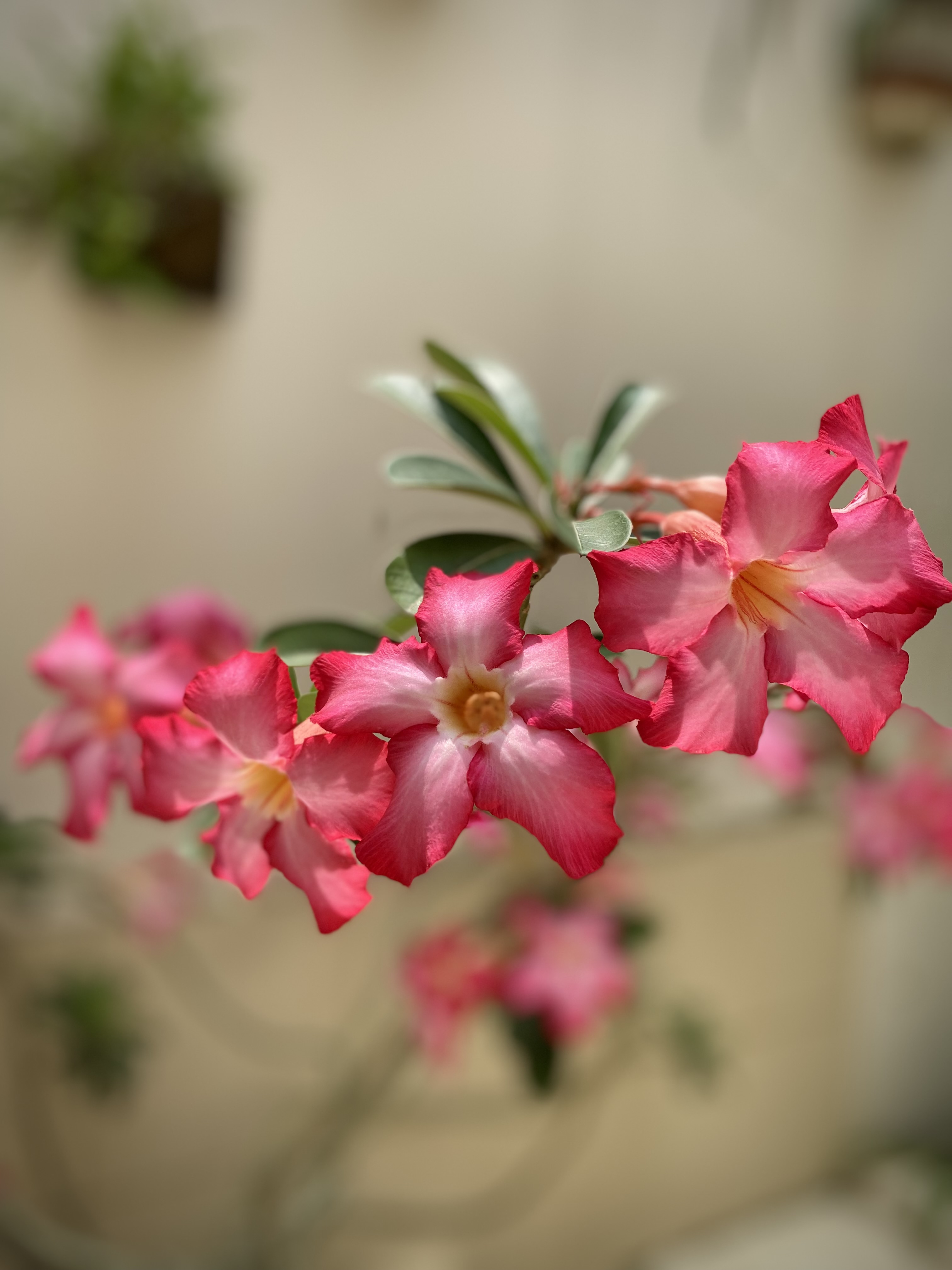 ADENIUM GROWING TIPS  adenium planting tips  How to grow adenium  അഡീനിയം പൂക്കള്‍