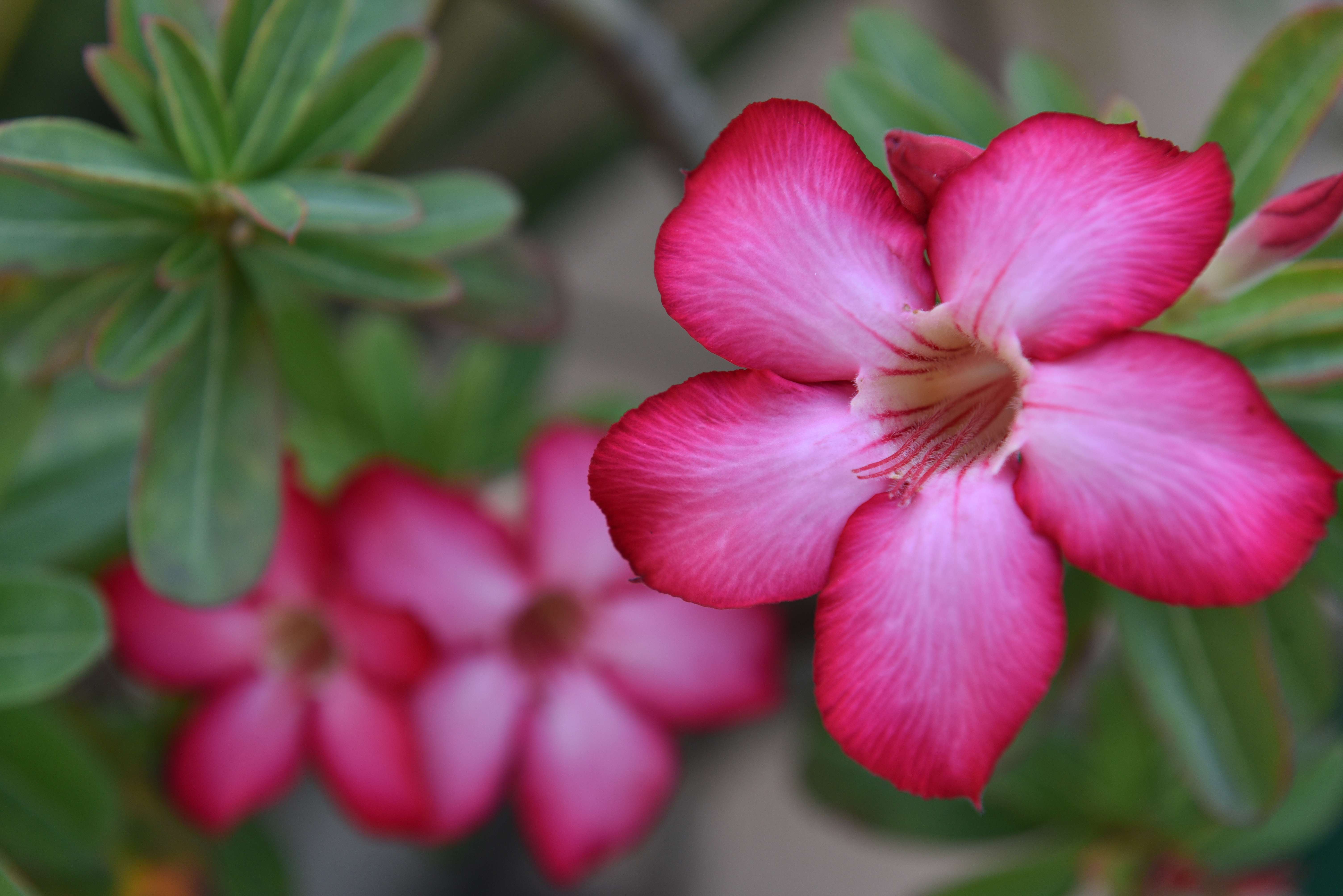 ADENIUM GROWING TIPS  adenium planting tips  How to grow adenium  അഡീനിയം പൂക്കള്‍