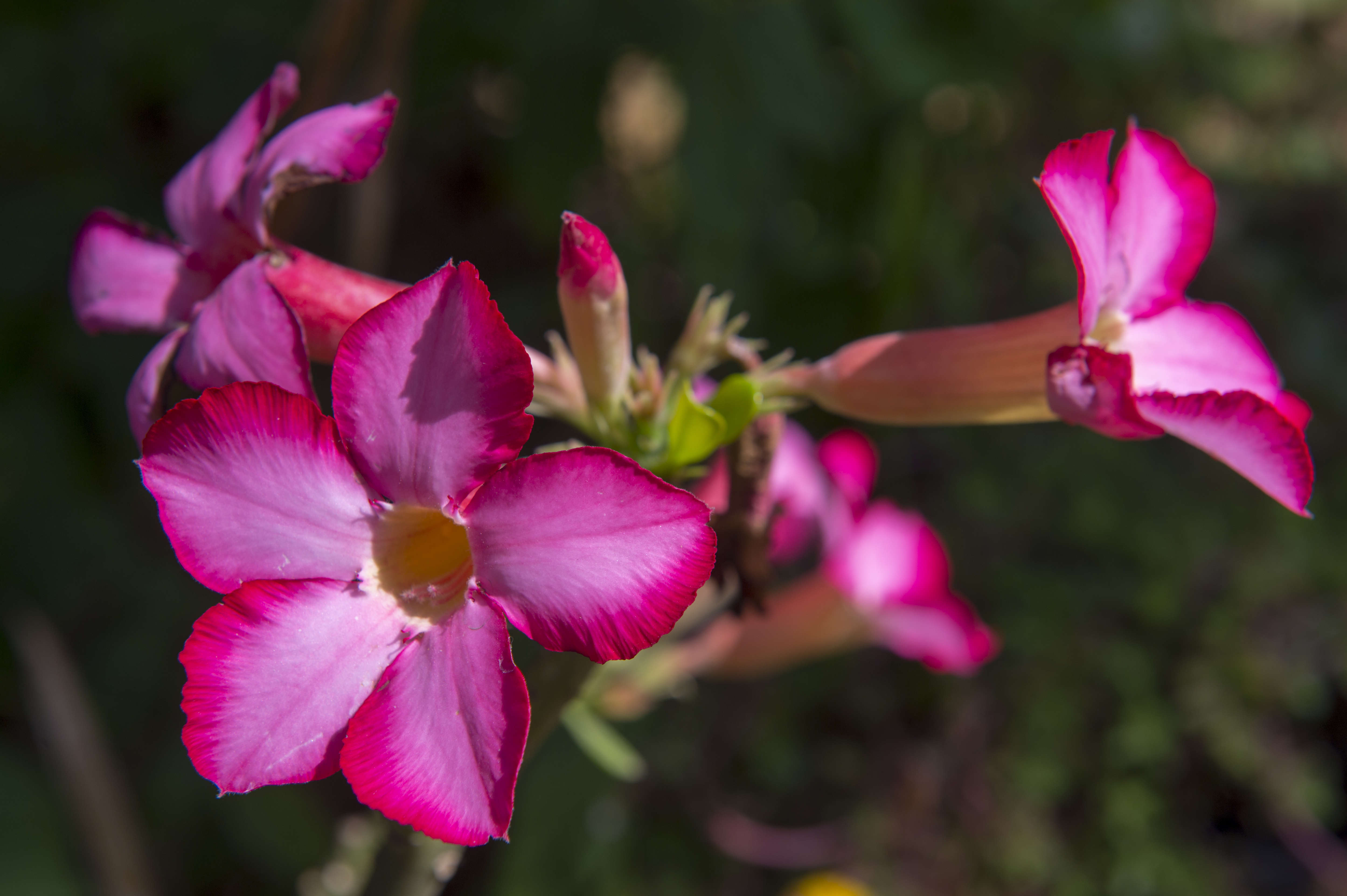 ADENIUM GROWING TIPS  adenium planting tips  How to grow adenium  അഡീനിയം പൂക്കള്‍