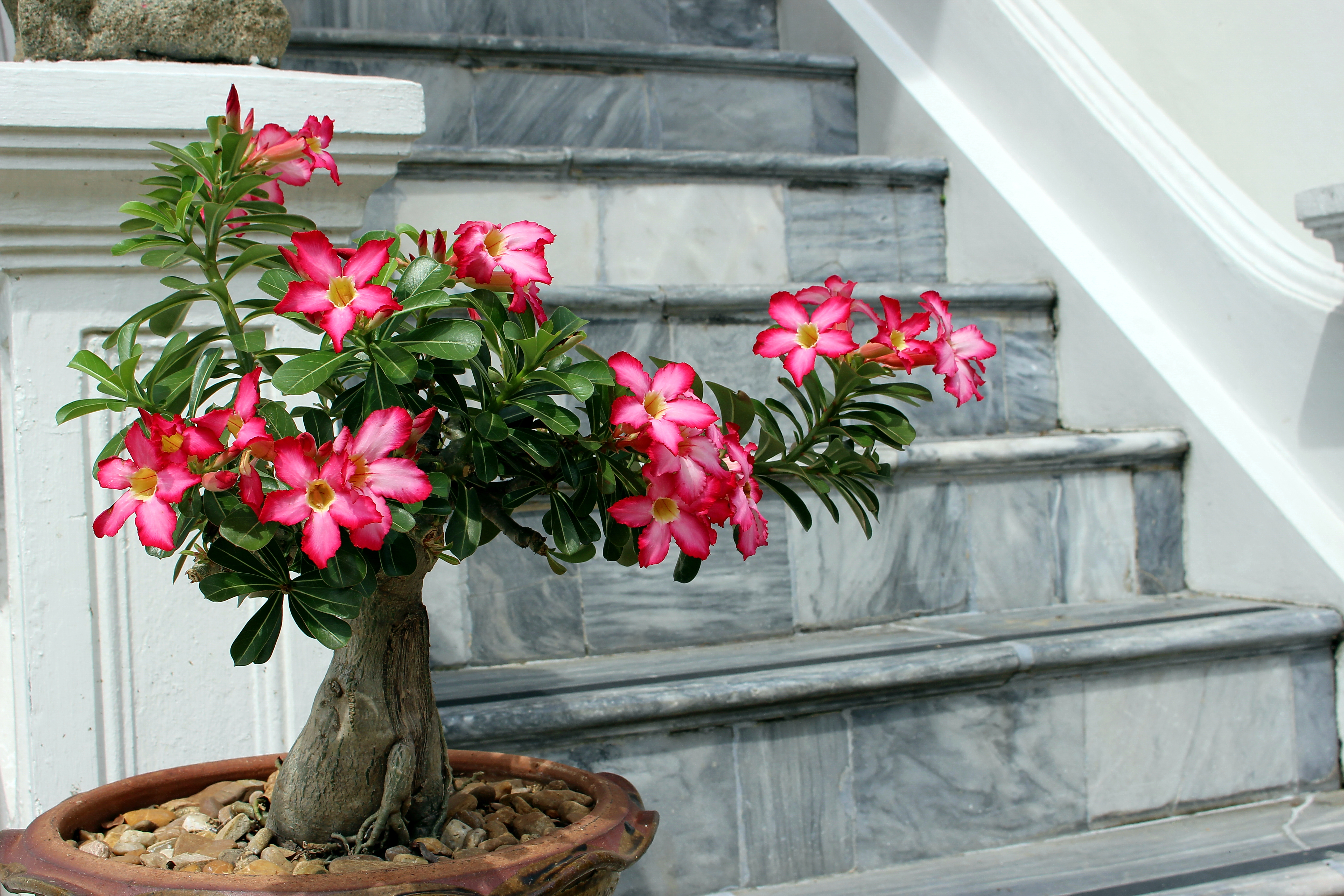 ADENIUM GROWING TIPS  adenium planting tips  How to grow adenium  അഡീനിയം പൂക്കള്‍