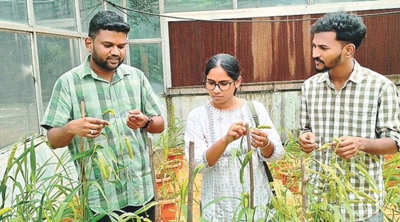 Health Benefits of Foxtail Millet