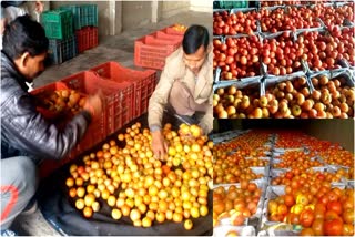 Haldwani Gaulapar Tomato Farming